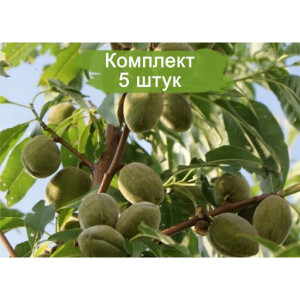 Саженцы Миндаль Обыкновенный