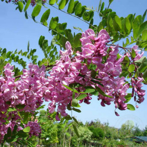 Саженцы Акация (Робиния) Маргарита Каск Руж