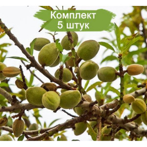 Саженцы Миндаль Прибрежный